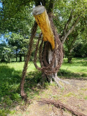 Fixed-view photograph of the toruses in July 2026 as the first forms deteriorate and others twist on the beam.