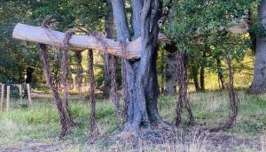 Tracing Systems as autumn begins, photographed during the transition from summer conditions at Staunton Country Park.