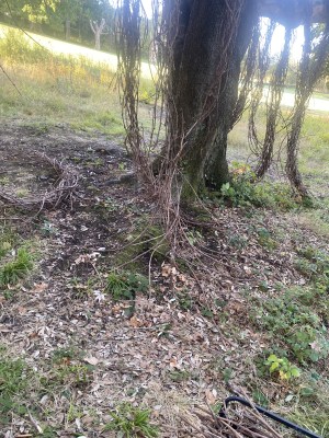 Fixed-view photograph of the installation as autumn leaves and woodland floor change around the sculpture.