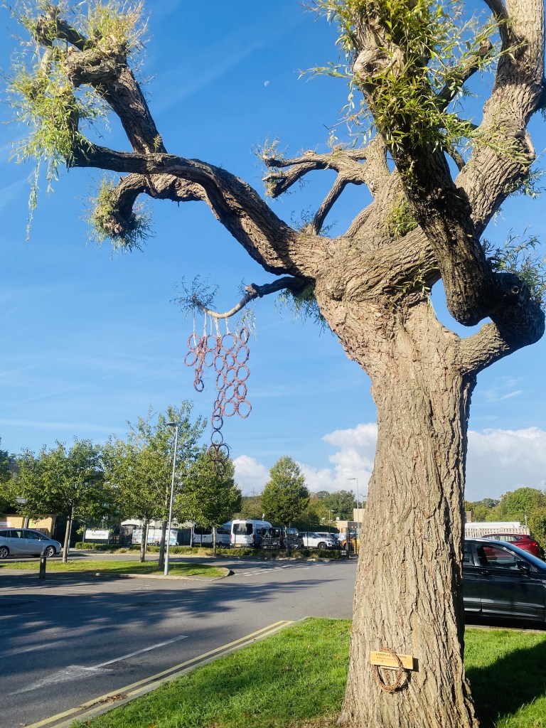 The hanging ring sheet and engraved project sign on a large willow tree beside the road.