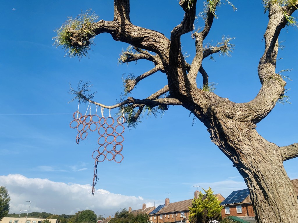 A wide view of the hanging willow ring sheet beneath the tree's pollarded branches.