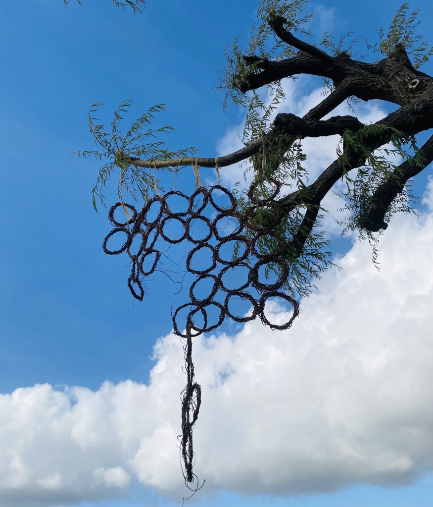 The changing willow ring sheet hangs beneath pollarded branches sprouting new leaves against a blue sky.