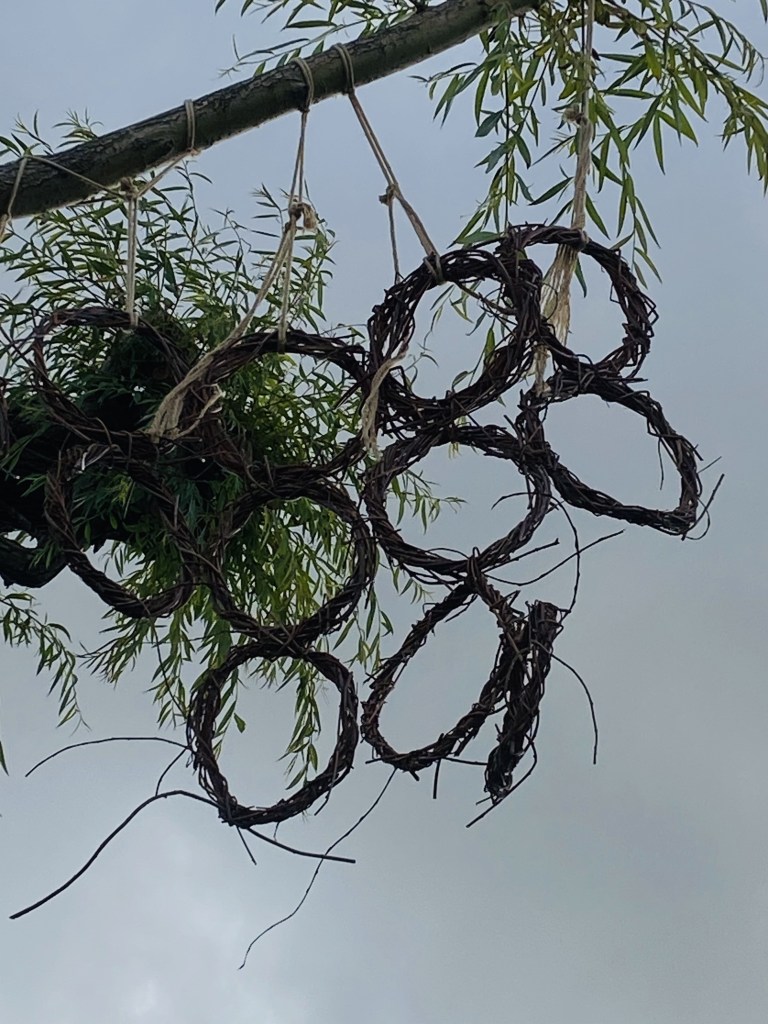Close view of willow rings suspended beside fresh growth on a pollarded branch.
